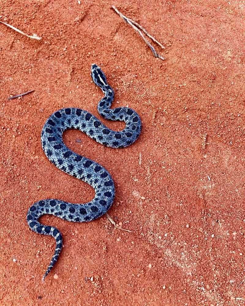 Pygmy Rattlesnake