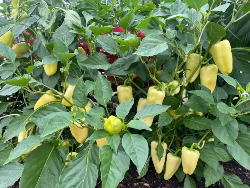 Peppers: Heat-Loving Beauties
