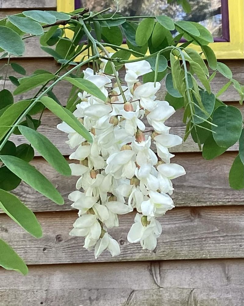 Black Locust
