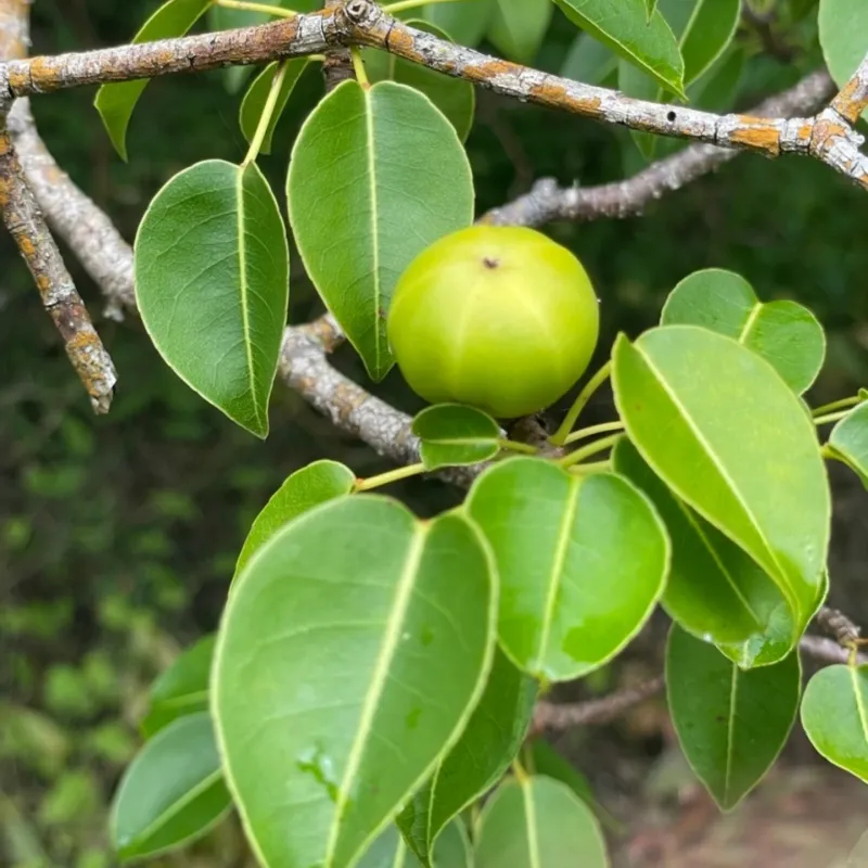 Manchineel