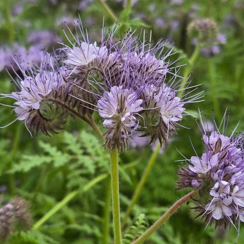 Phacelia