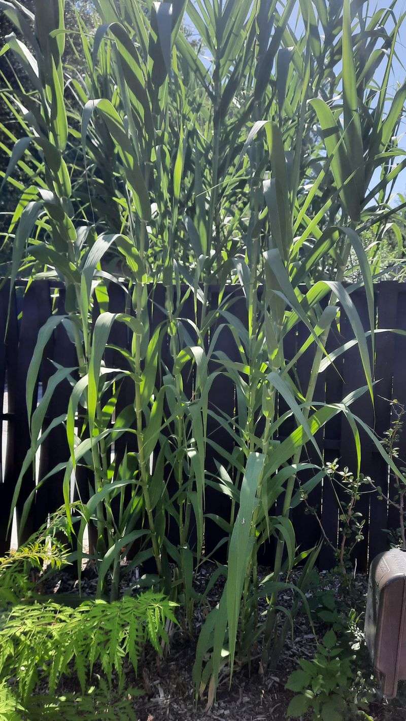 Giant Reed (Arundo donax)