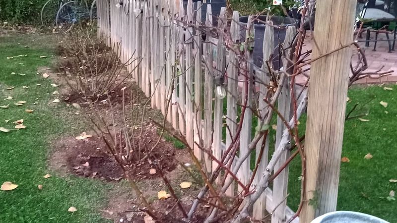 Prune Canes To Reduce Wind Catch