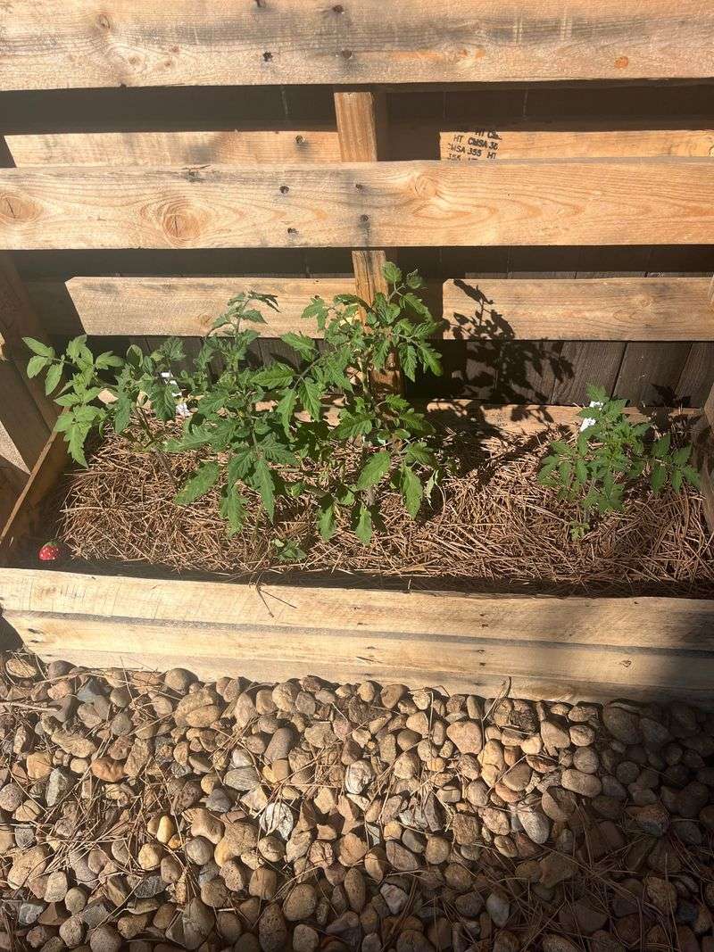 Cover Soil with Pine Needles