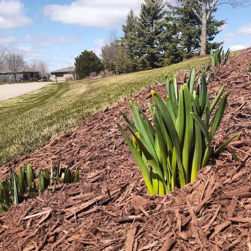 Mulch Becomes Your Best Friend