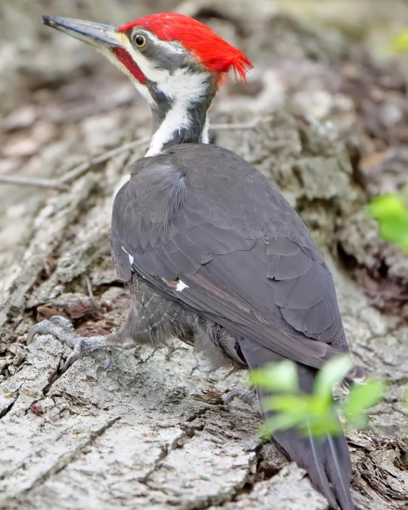 Woodpeckers
