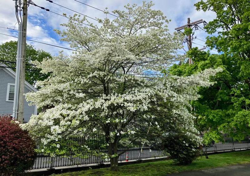 Giant Dogwood (Cornus controversa)