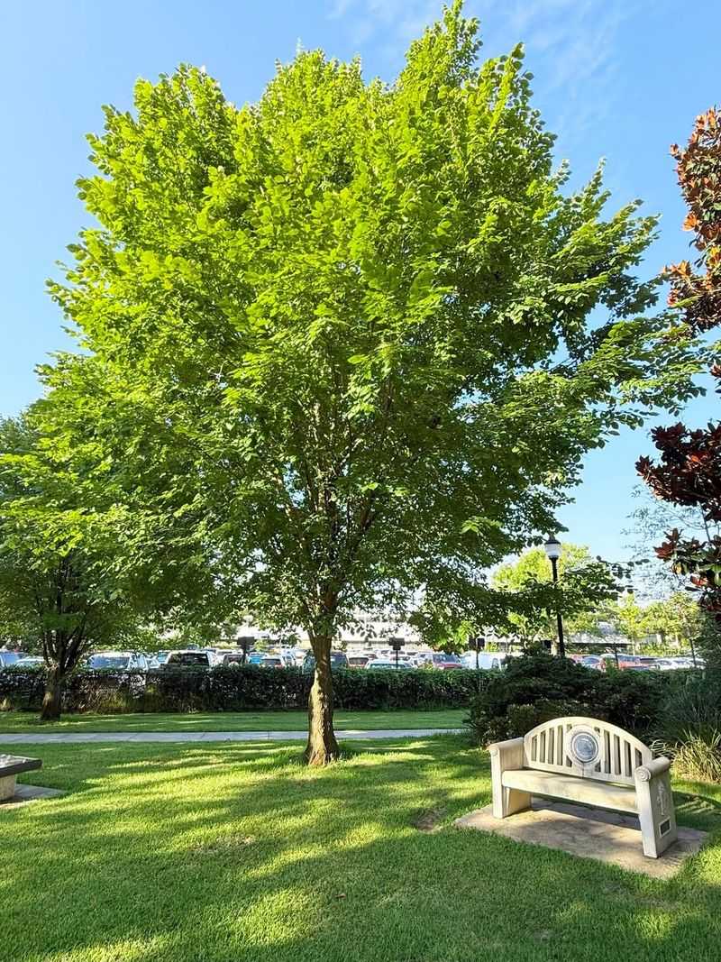 American Elm