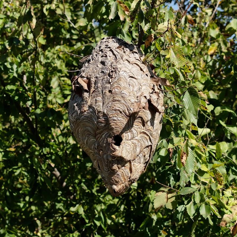 Abandoned Hornet Nests