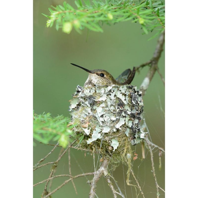 Hummingbird Hideaways