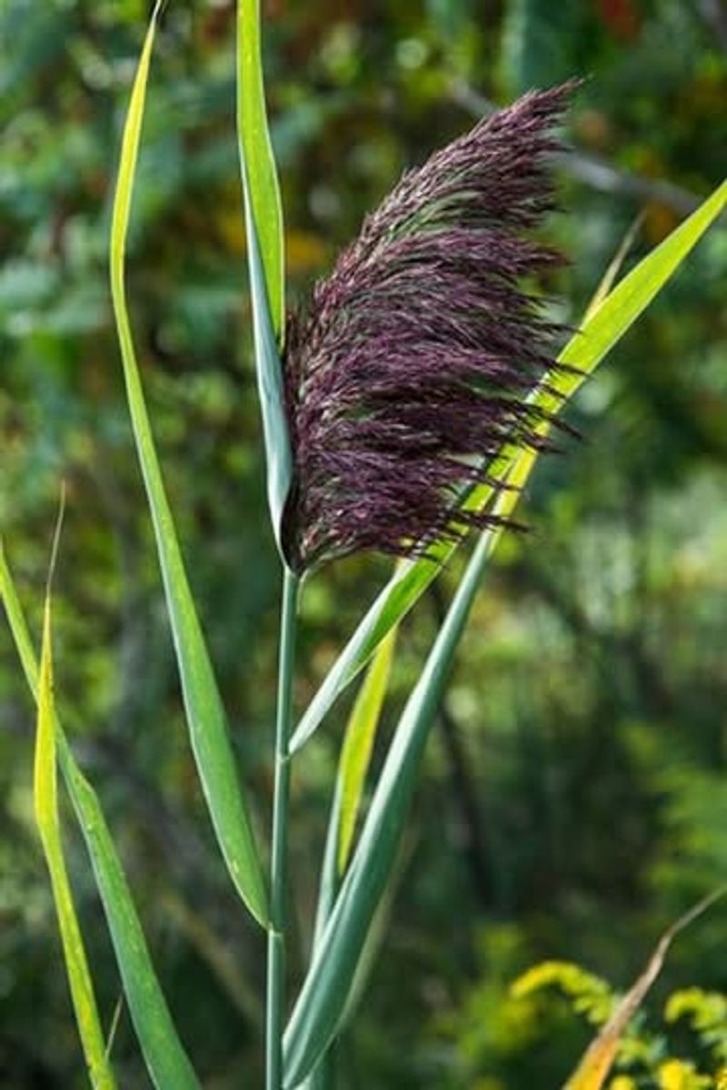 Phragmites