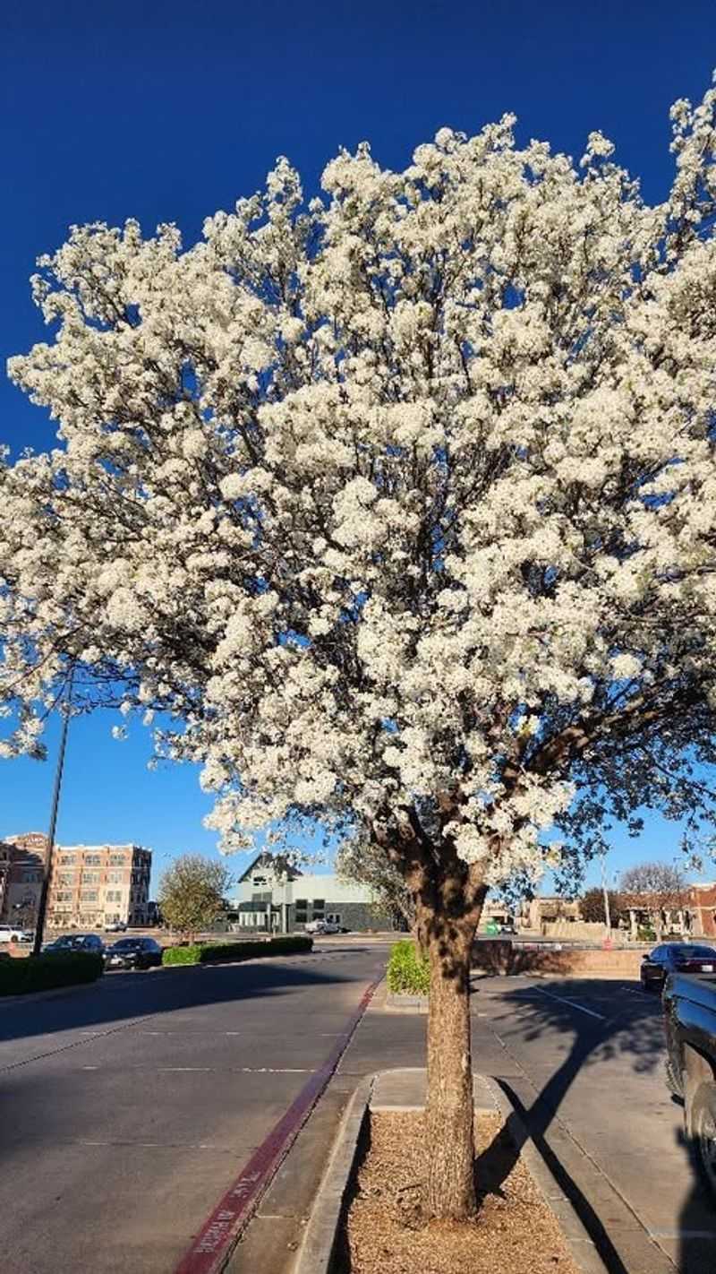 Bradford Pear