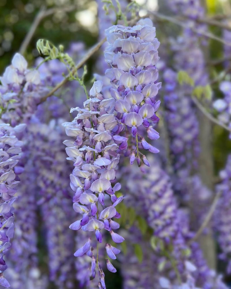 Wisteria
