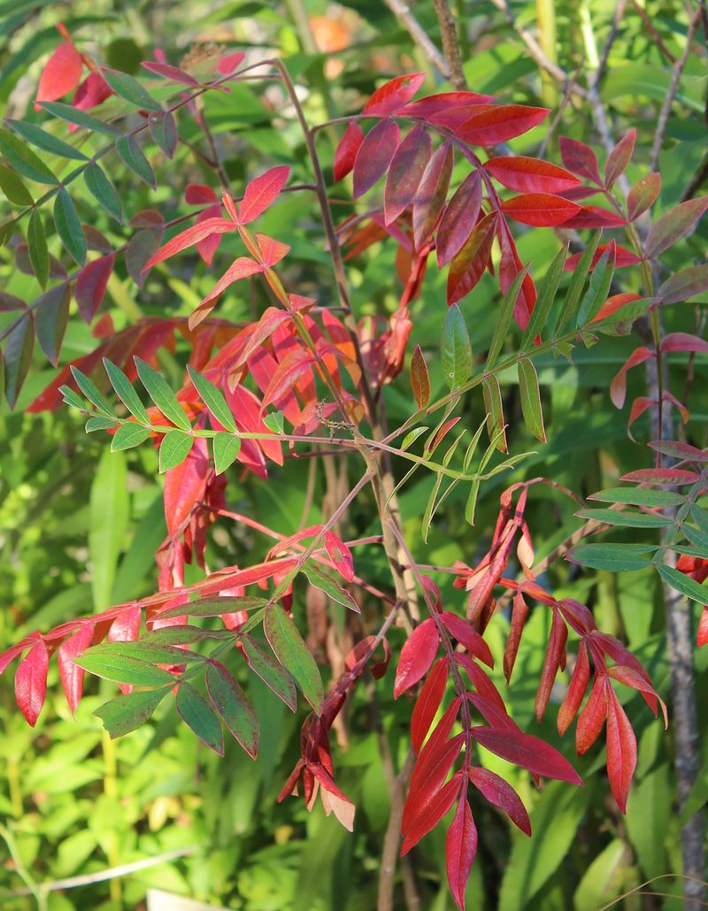 Winged Sumac