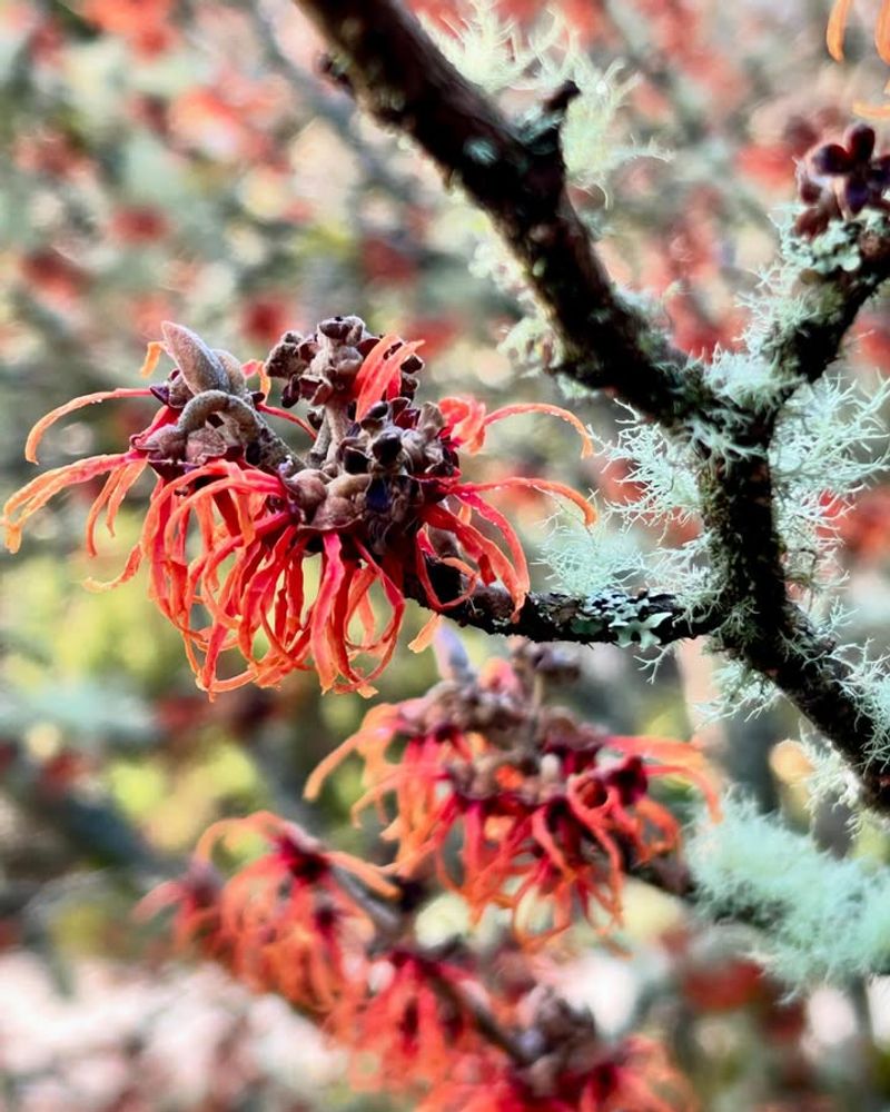 Witch Hazel (Hamamelis)