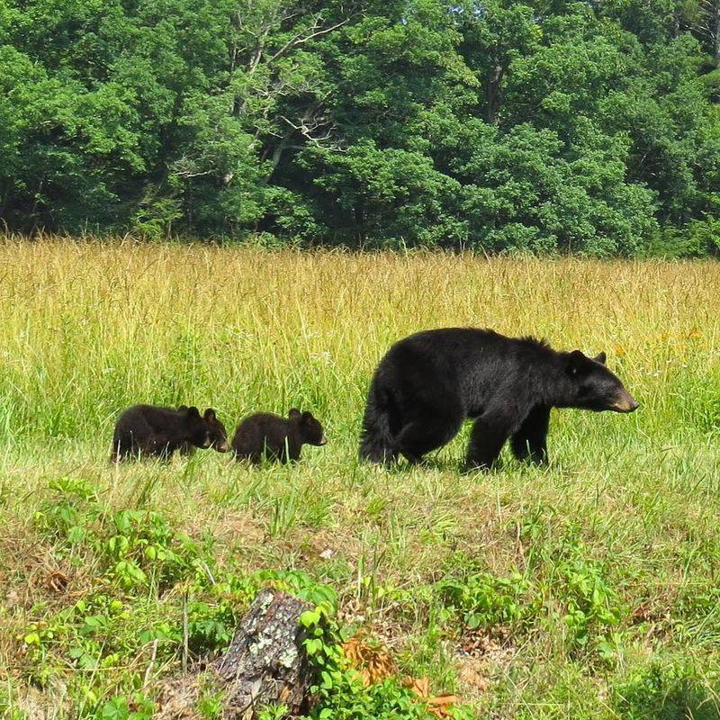 Black Bear Encounters Require Careful Handling
