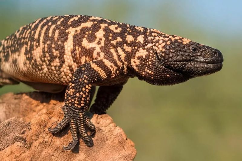 Gila Monsters