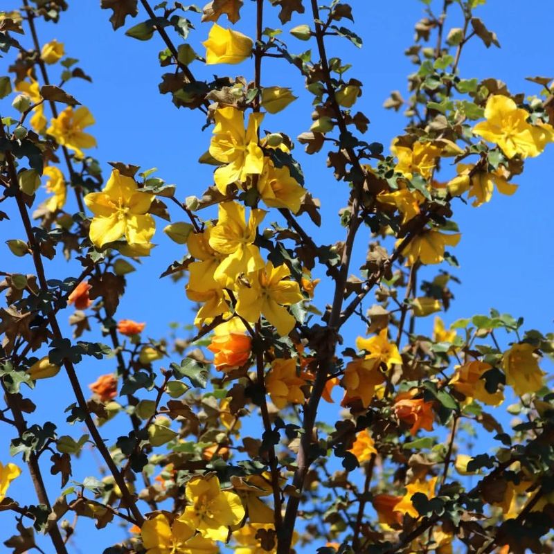 Flannel Bush (Fremontodendron californicum)