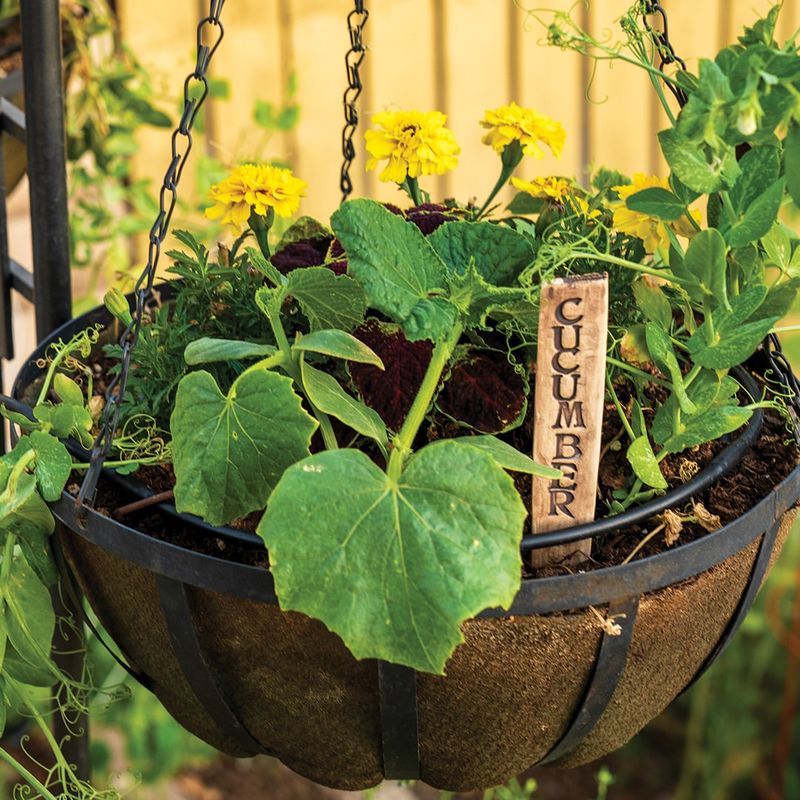 Cucumbers