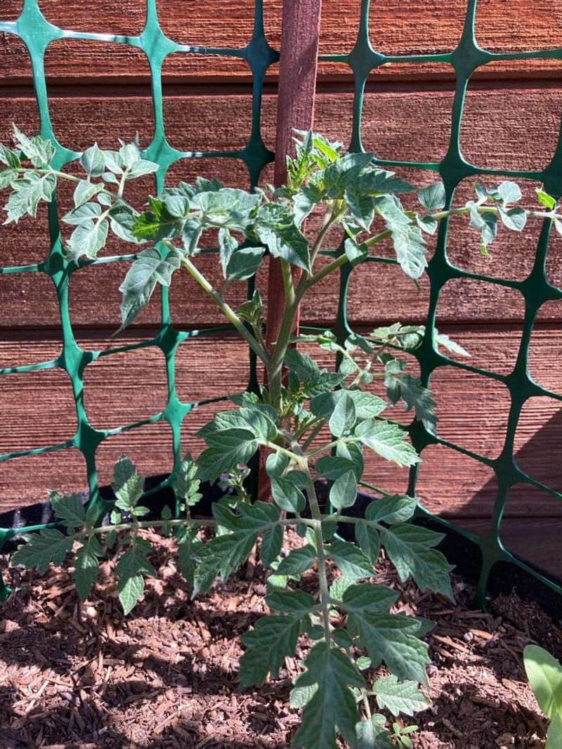 Totem Pole Determinate