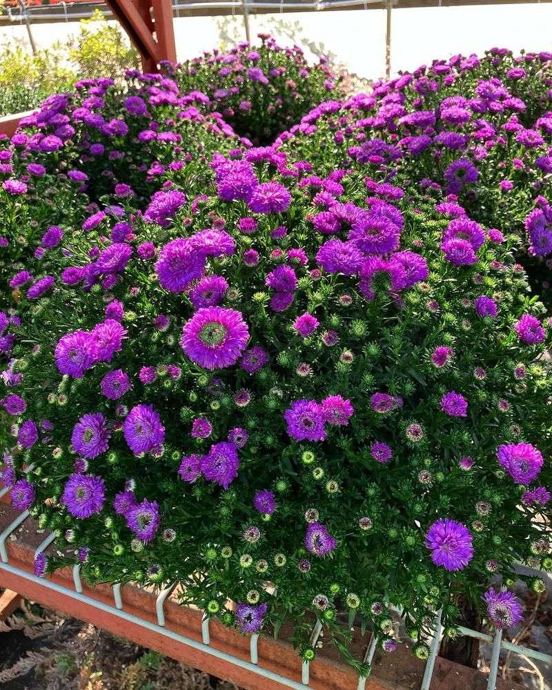 They Come In Eye-Catching Colors