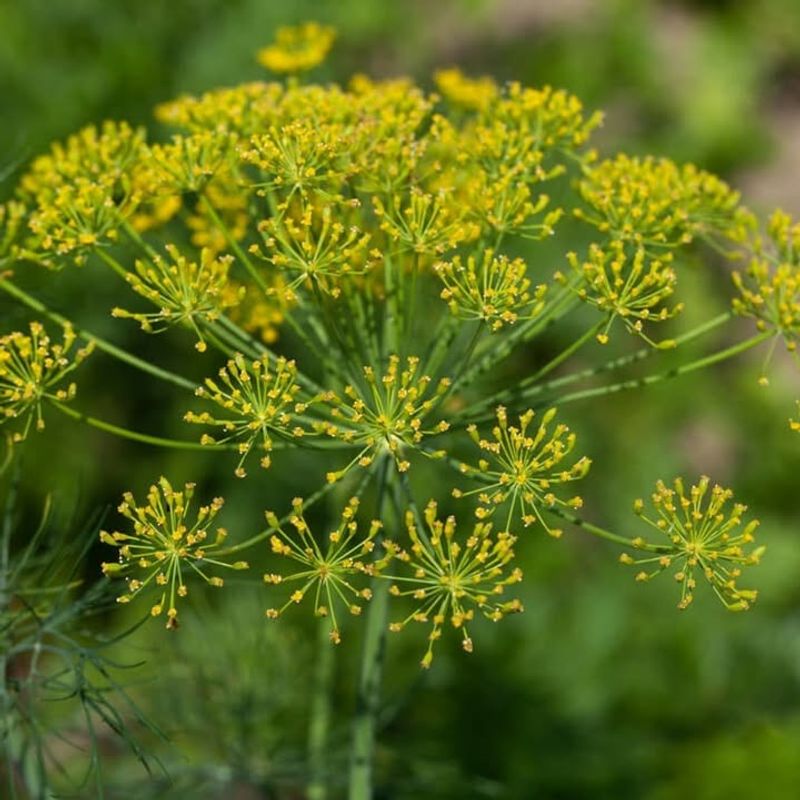 Thrives In Illinois Climate Conditions