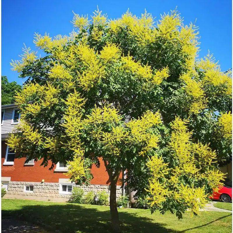 Grows Quickly And Reaches Moderate Size