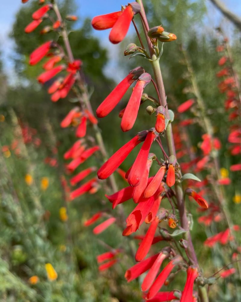 It Blooms During Peak Butterfly Season