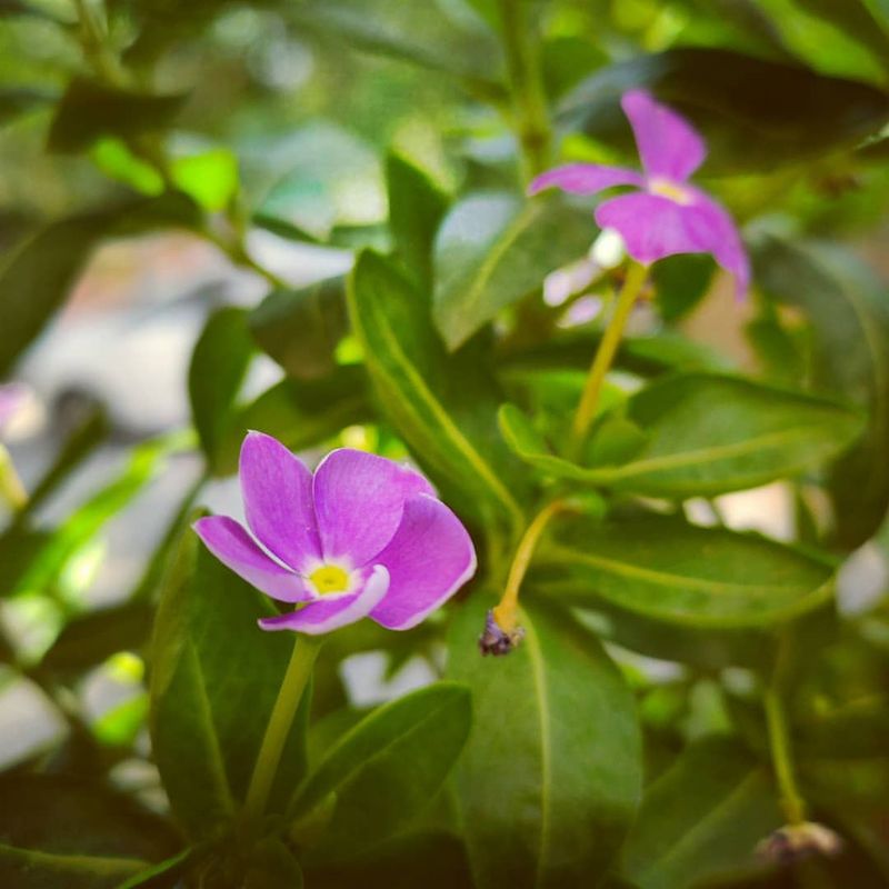 Periwinkle