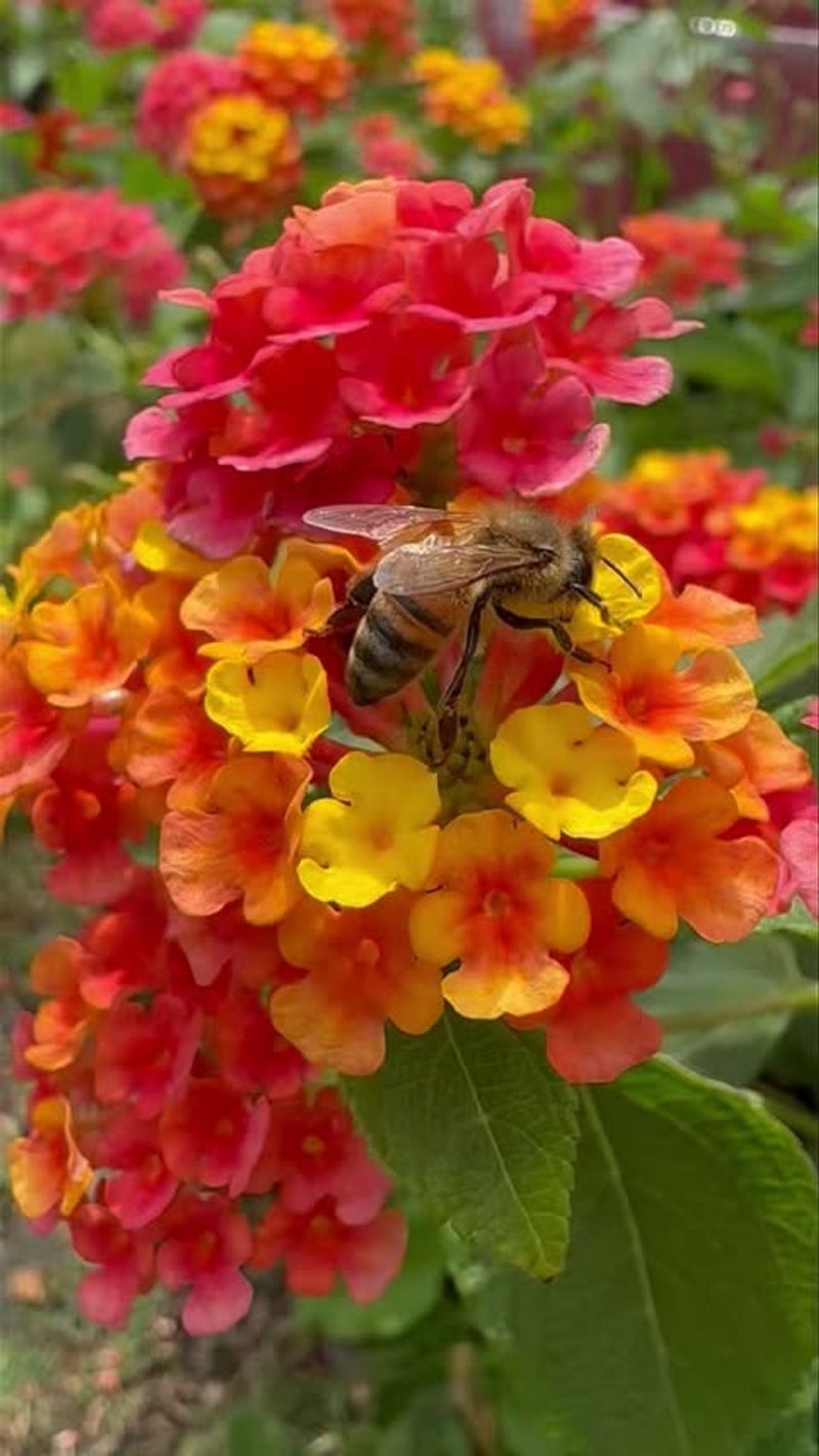 Lantana