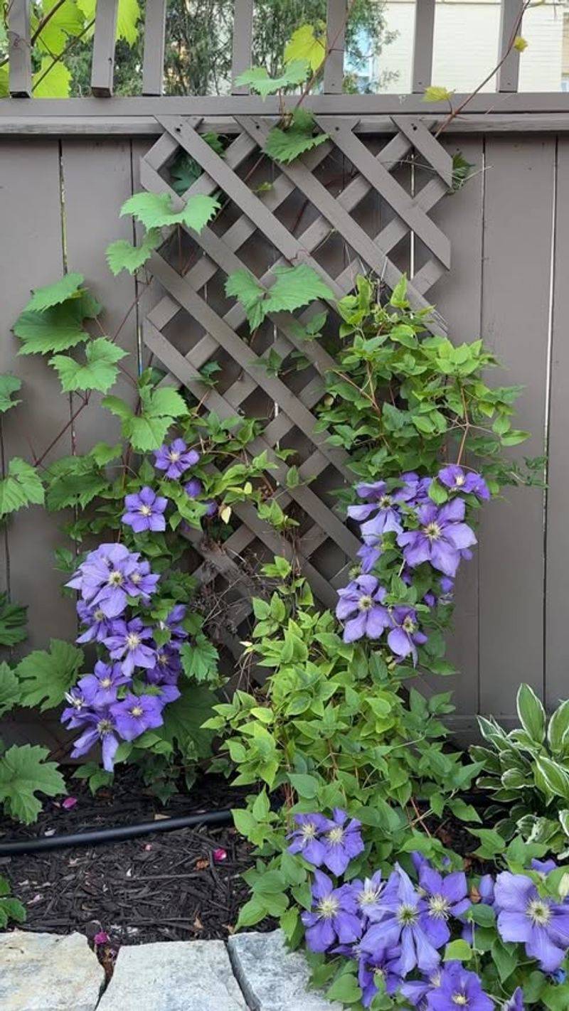 Clematis Vines