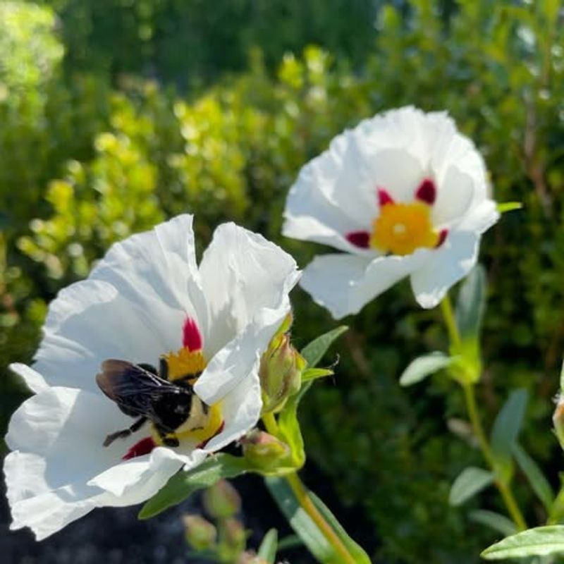 Rockrose