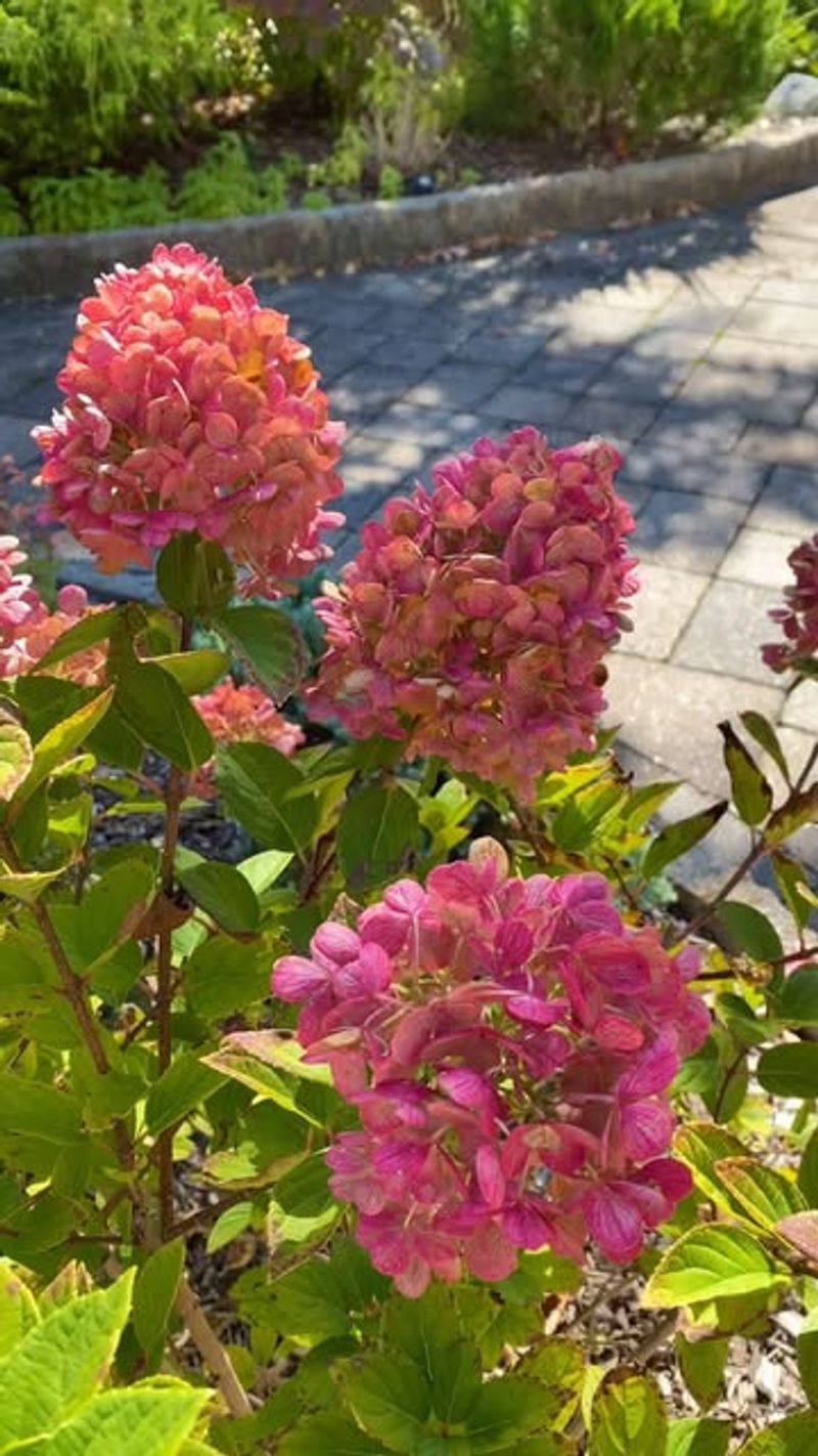 Hydrangeas