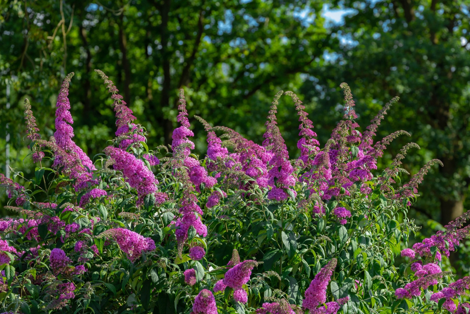 Butterfly Bushes In Illinois May Look Pretty But They’re Hurting Native Species