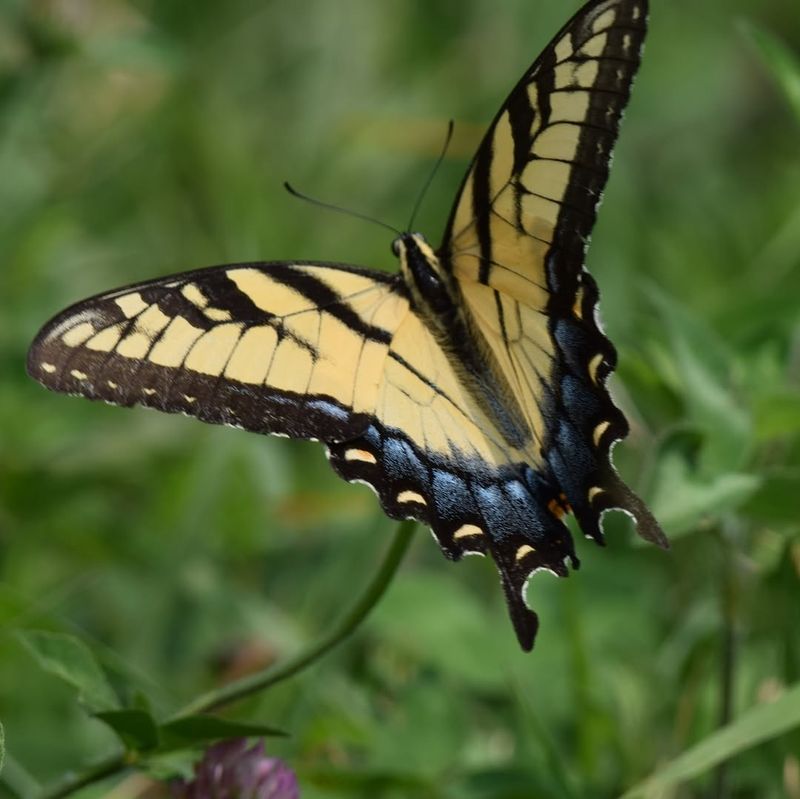 They Harm Delaware's Natural Heritage