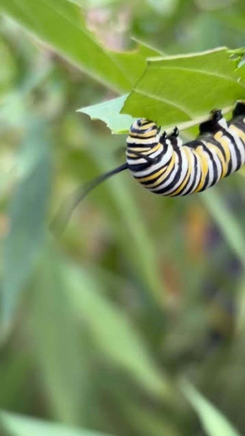 Native Plants Support More Wildlife Overall