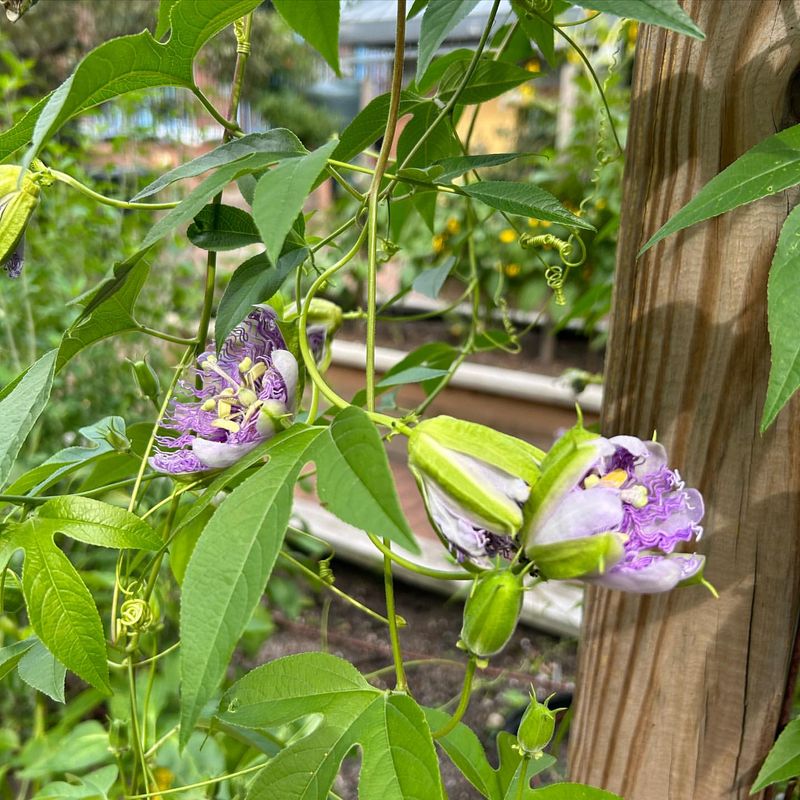 Produces Edible Fruit Called Maypops