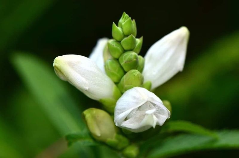 Turtlehead (Chelone glabra)
