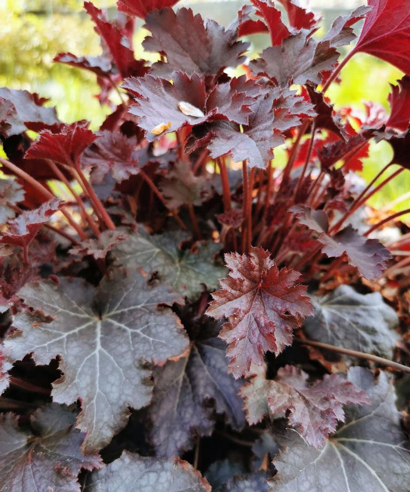Coral Bells: Evergreen Crowns At Risk