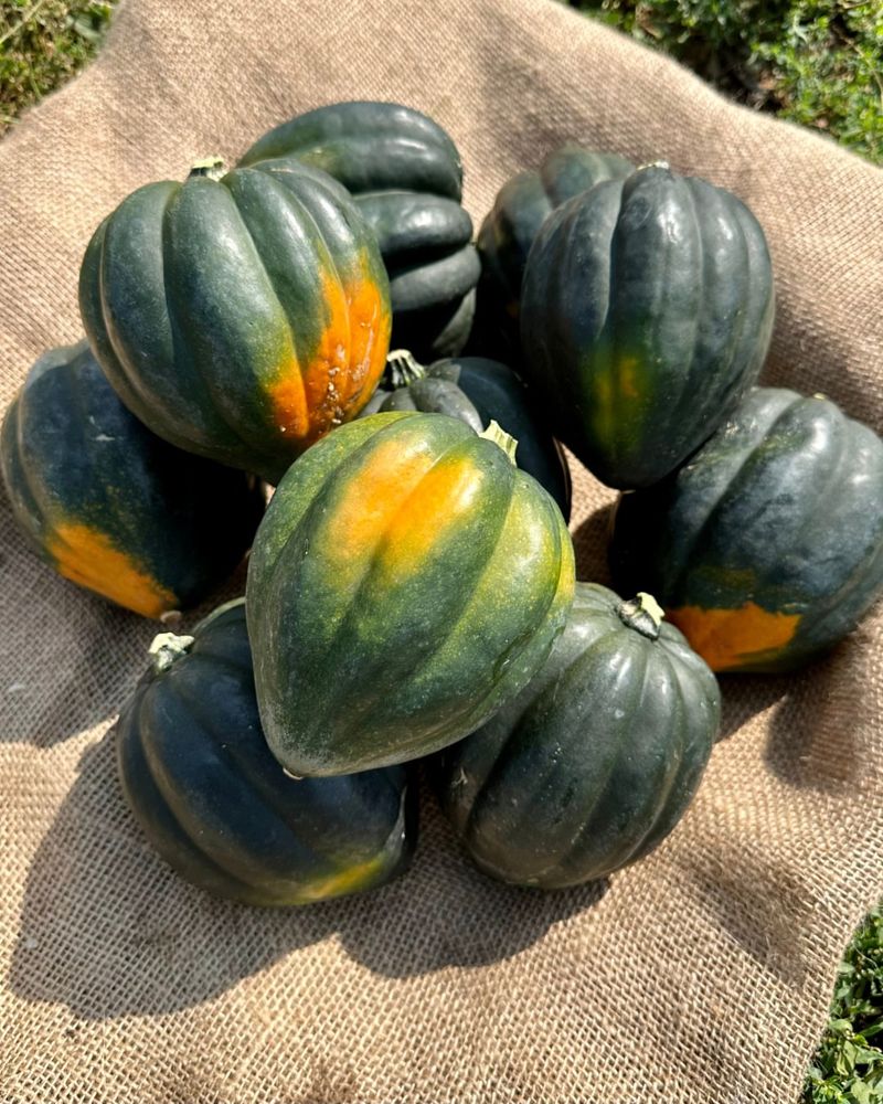 Acorn Squash