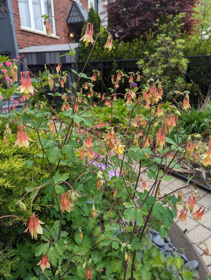 Wild Columbine Instead of Lesser Celandine