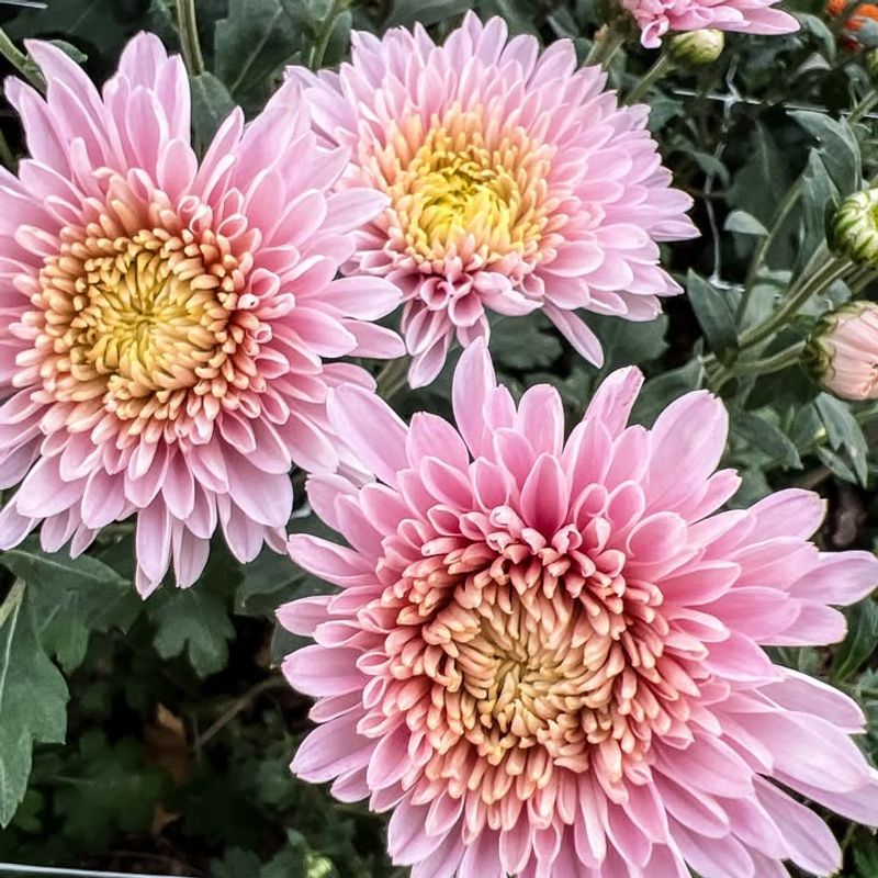 Selecting Varieties Not Suited For California Climate
