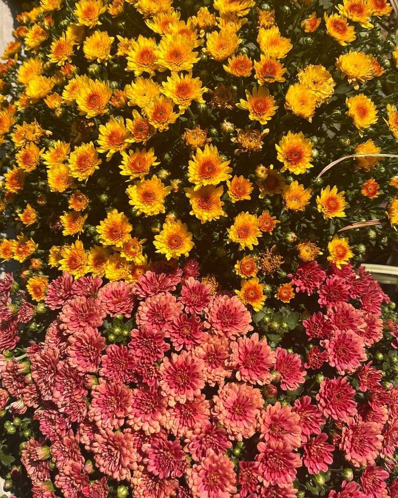 Choosing Mums Based Only On Bloom Color