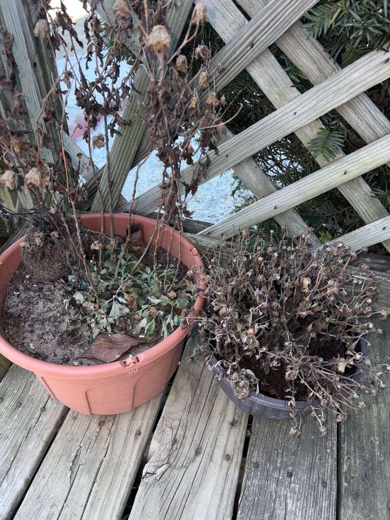 Ignoring the Plant's Root System