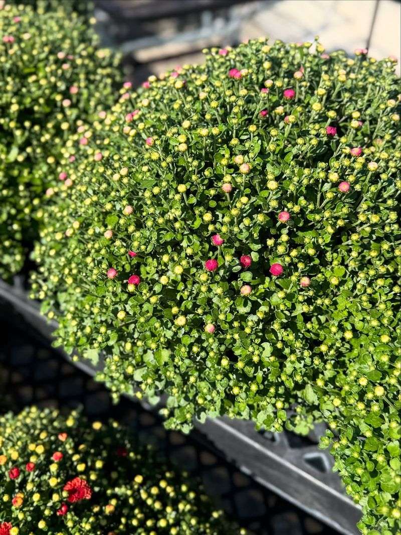 Selecting Plants With Yellow Or Brown Leaves