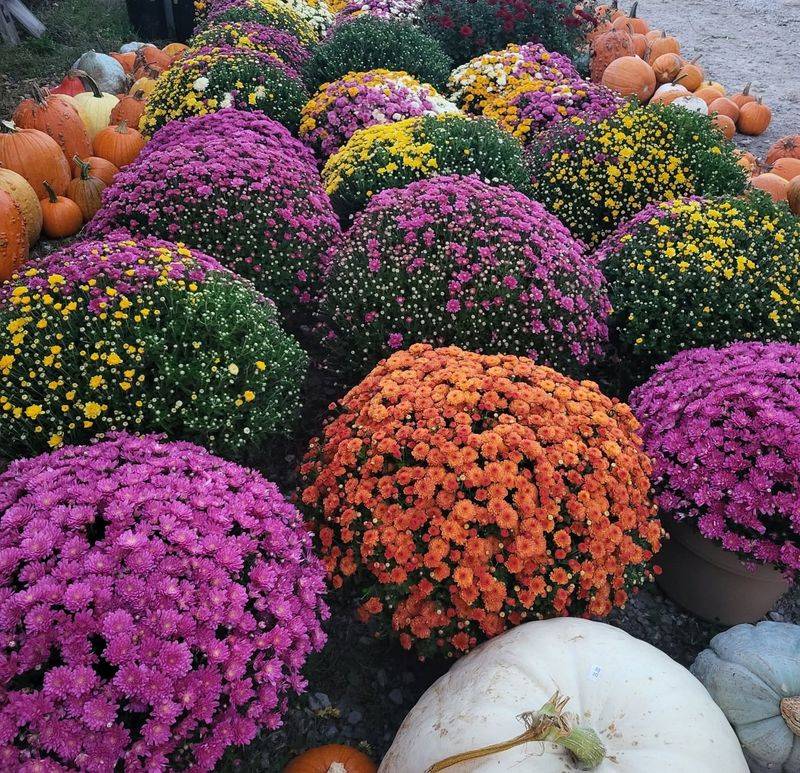 Choosing Mums Based Only On Bloom Color