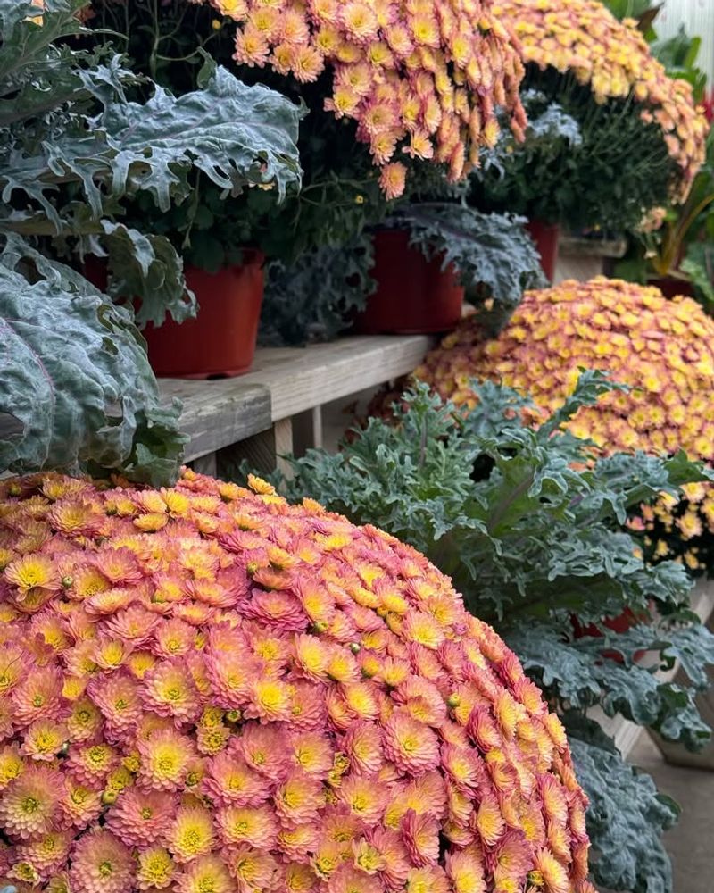 Choosing Mums Based Only On Color