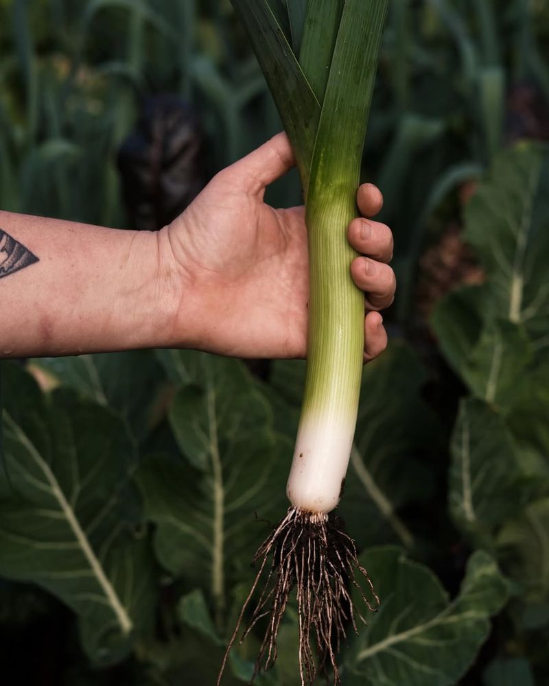 Leeks