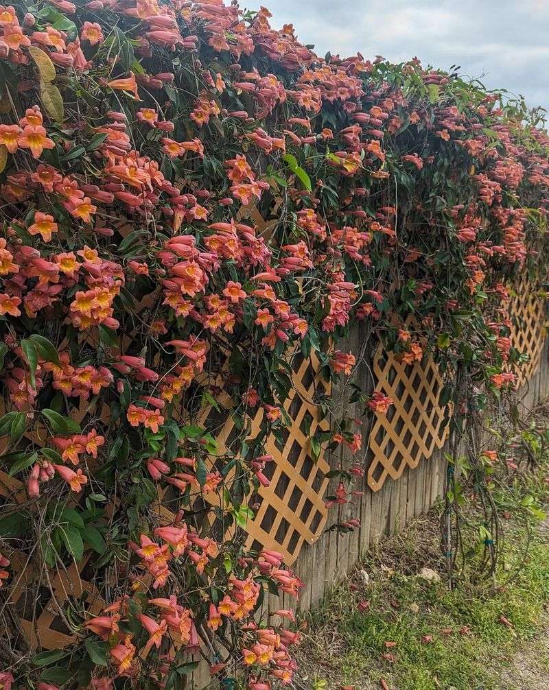 Living Fence With Climbing Vines