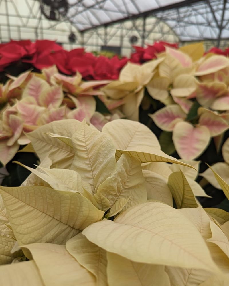 Poinsettia